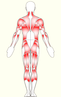 Muscles of back and legs